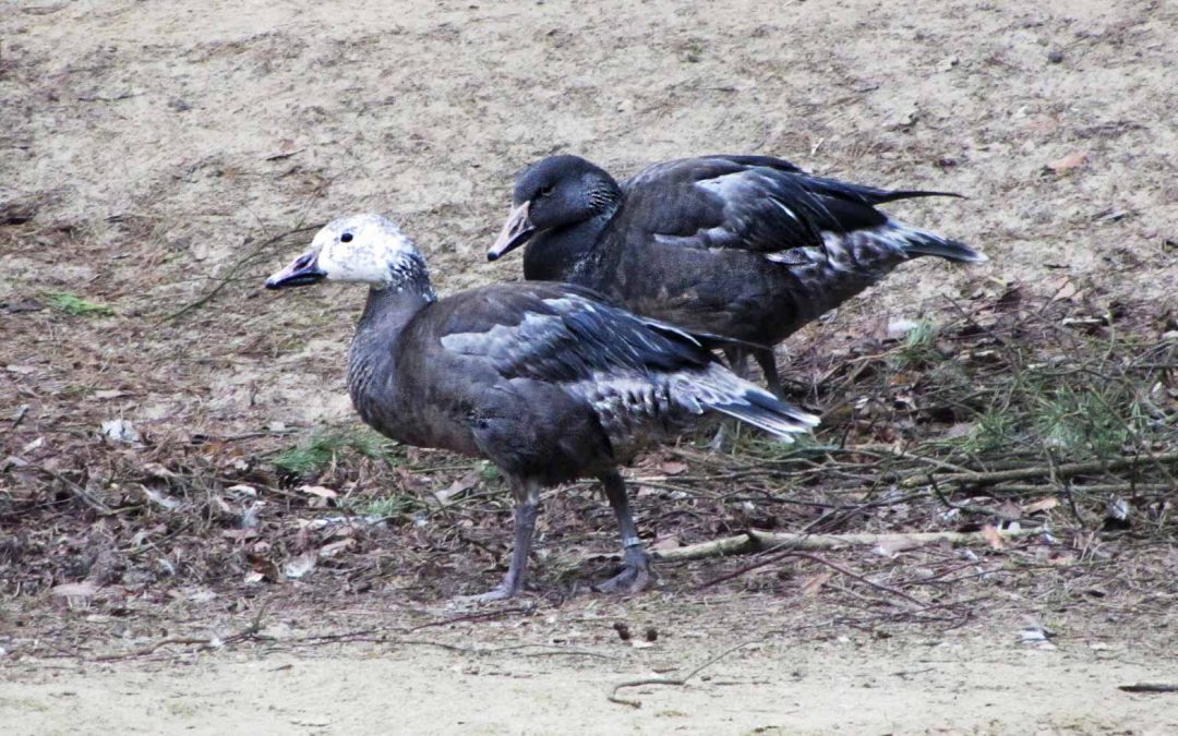 Eine neue Gänseschar am Teich