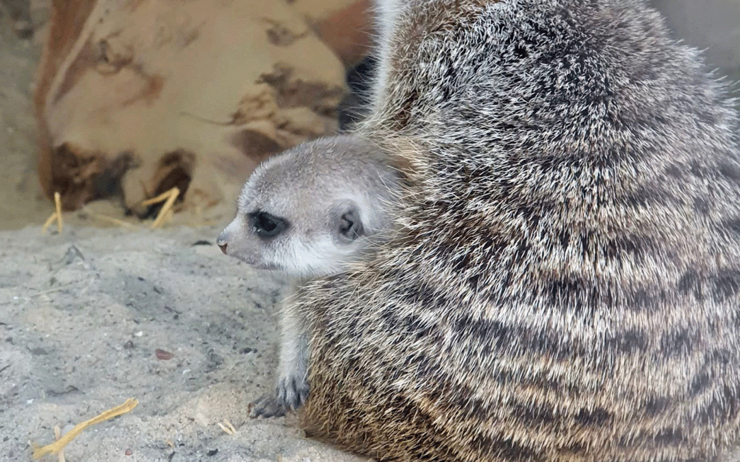 Frühlingszeit ist Jungtierzeit!