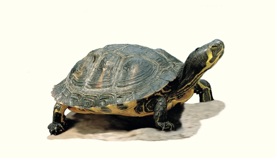 Gelbwangen-Schmuckschildkröte