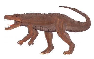 Ornithosuchus