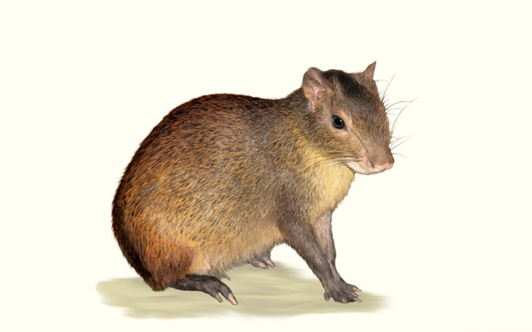 Schwarzrückenaguti
