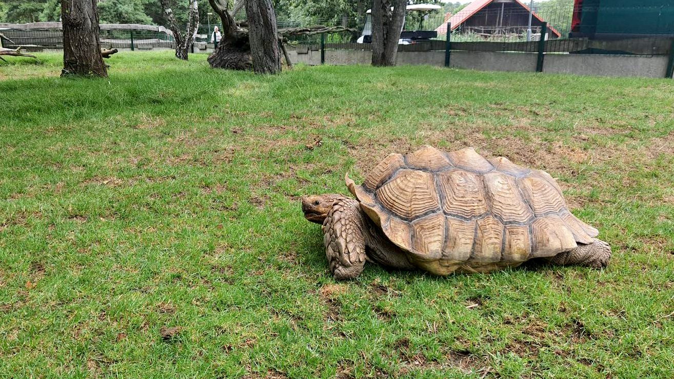Spornschildkroete-titel