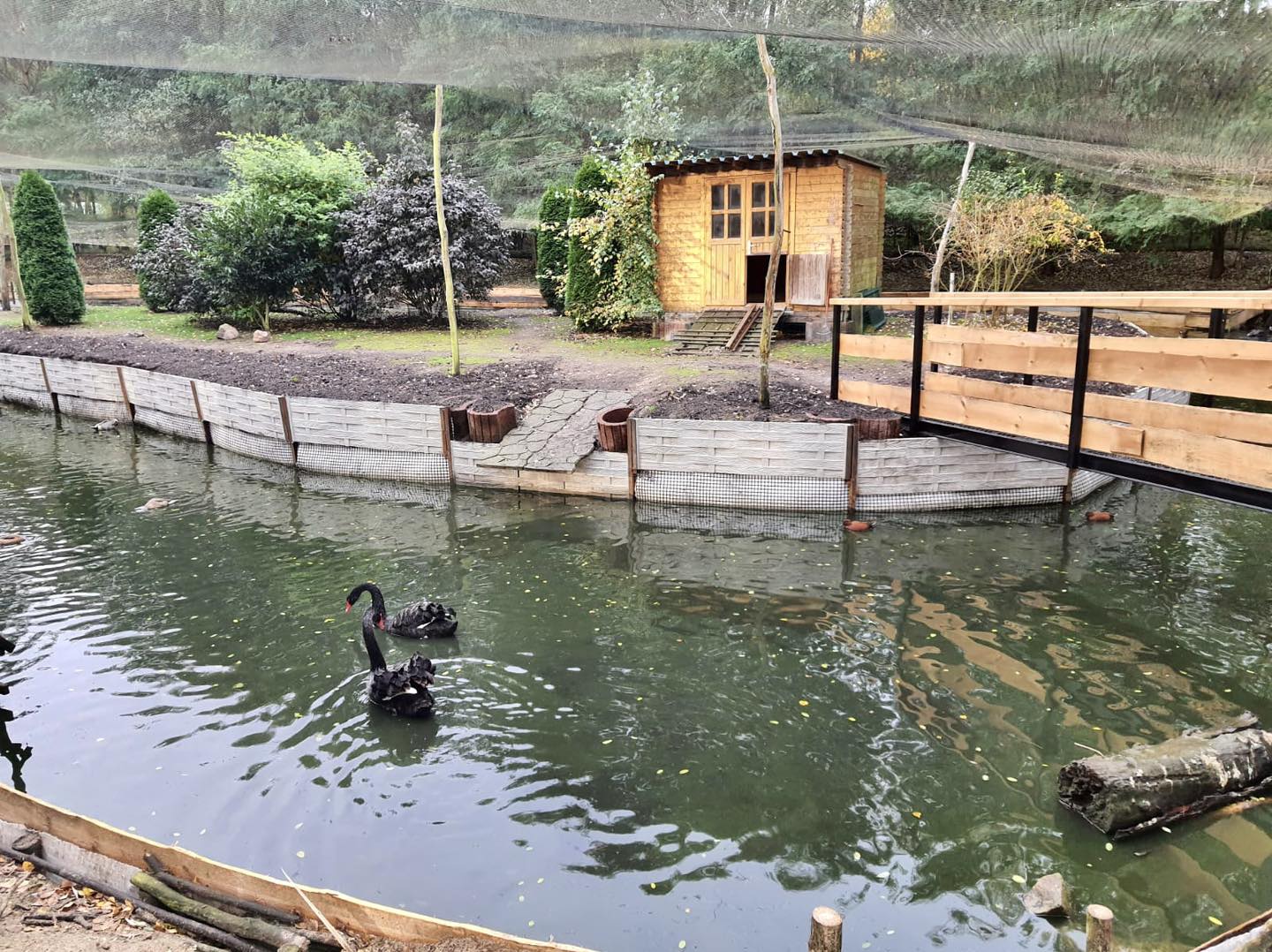 Schwarzer Schwan