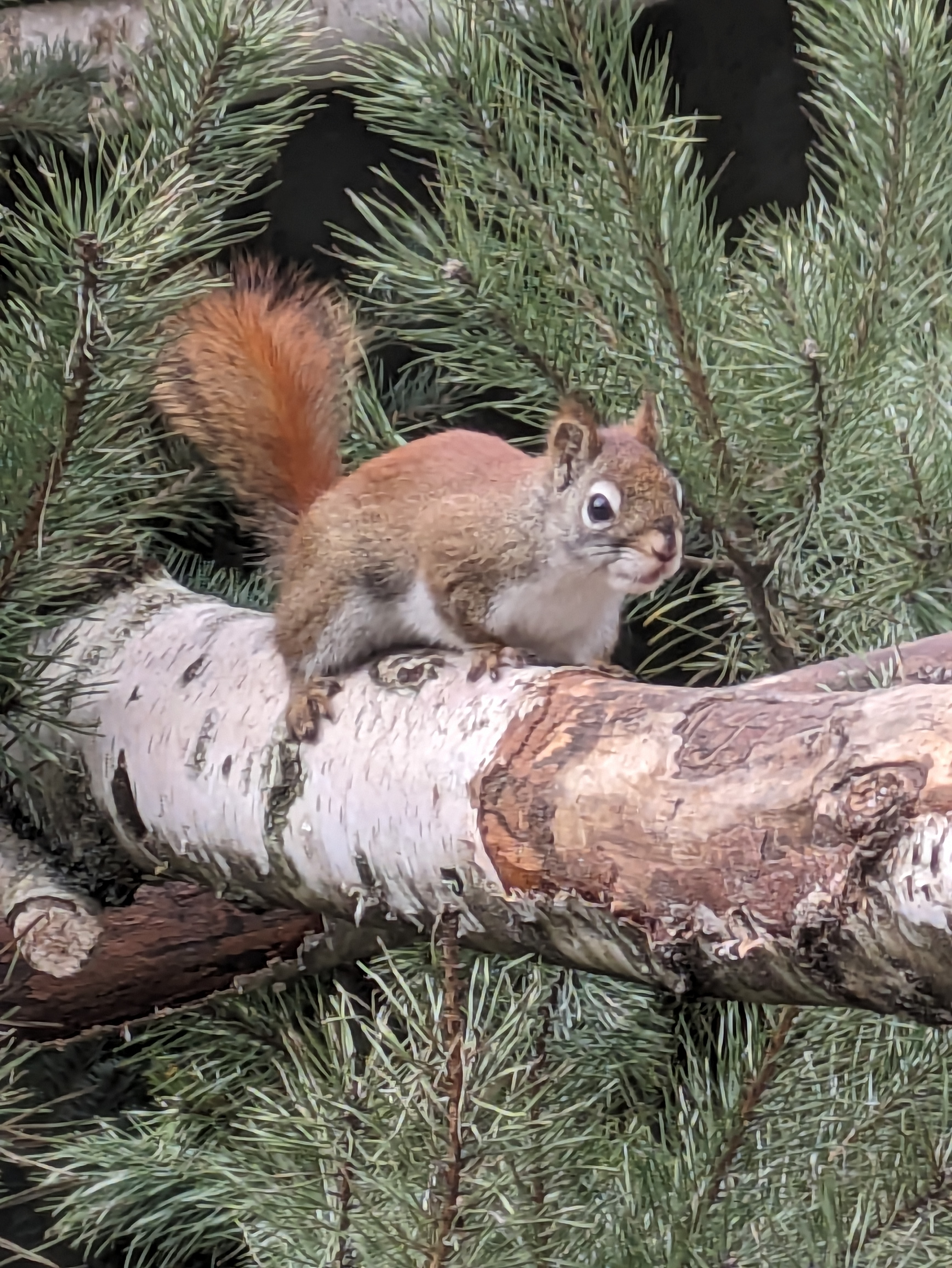 PXL_20240223_123938044