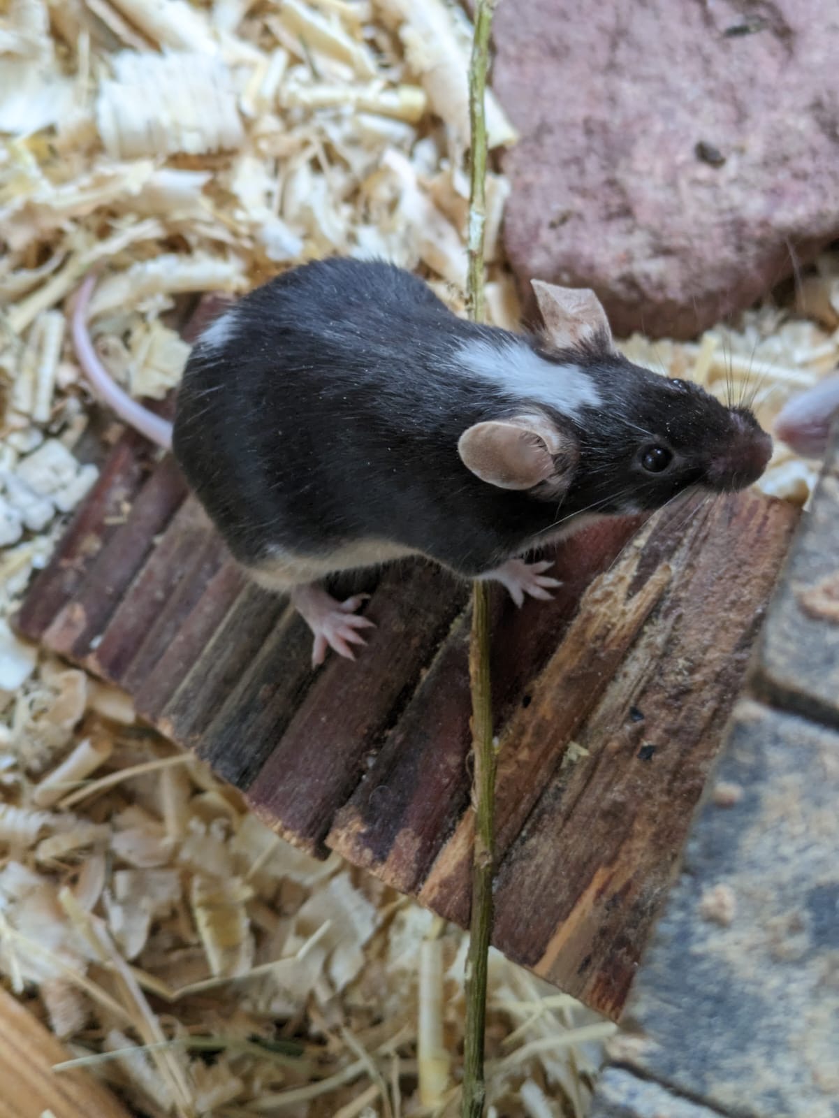 16180338-a3ec-432d-a54b-c3290dd8ccbd