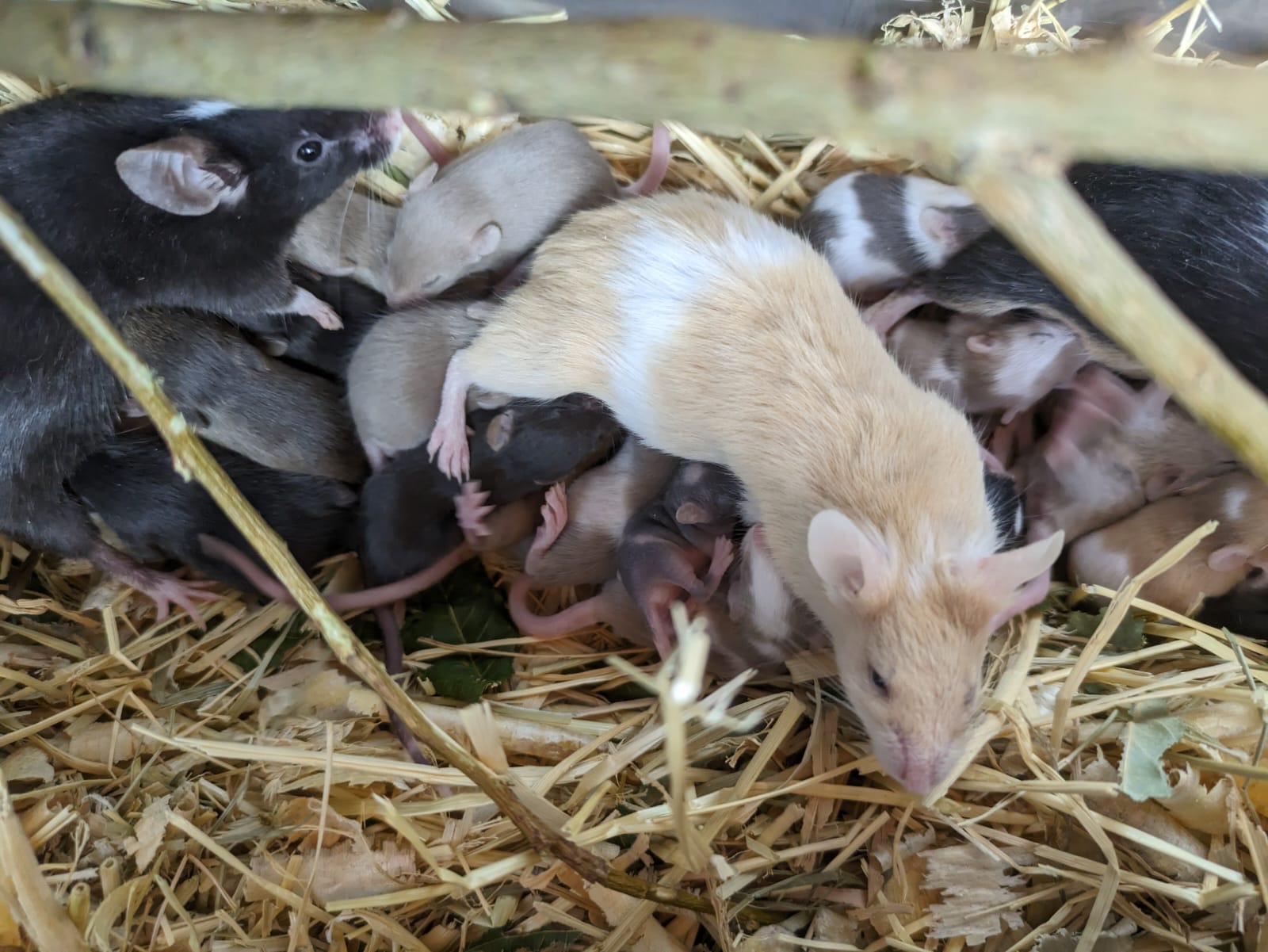 33a9644f-3ea4-48e6-bd60-395f14f2ee86