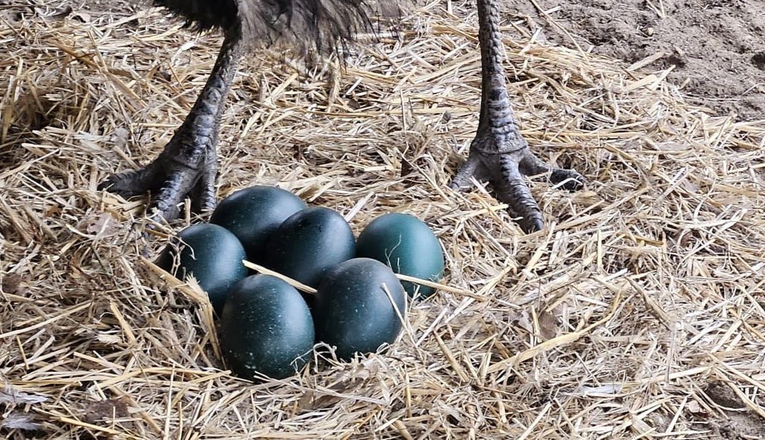 Nach Jahren endlich wieder Emu-Nachwuchs!