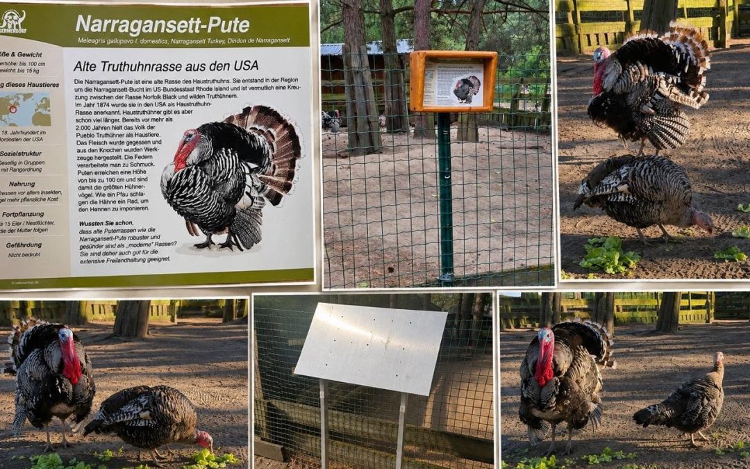 Unsere Narragansett-Puten suchen Paten!